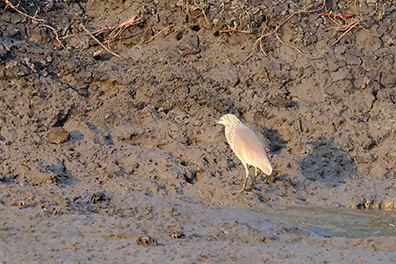 Squacco Heron